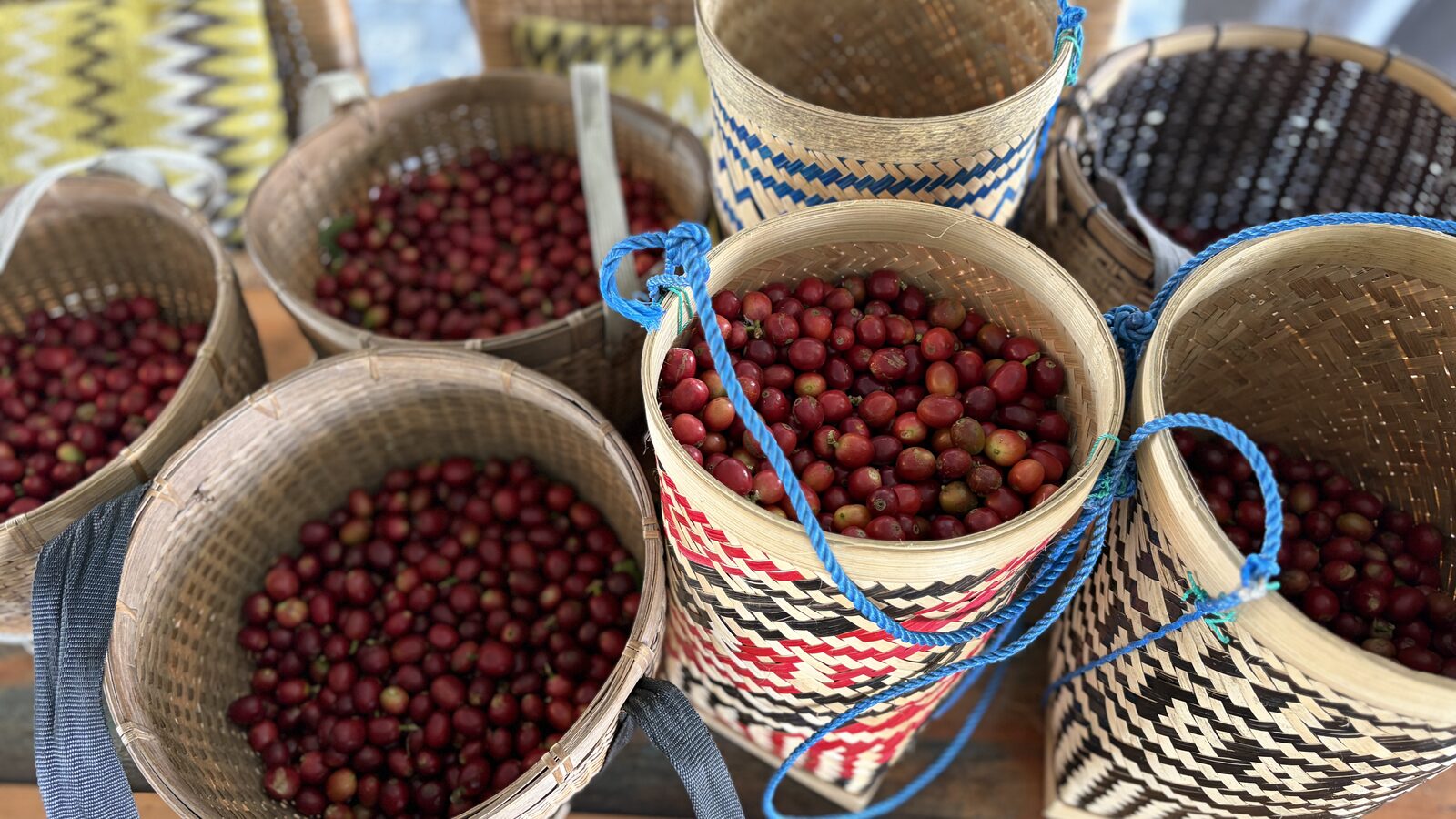 ピッカーごとのかごに入った、摘みたてのコーヒーの実