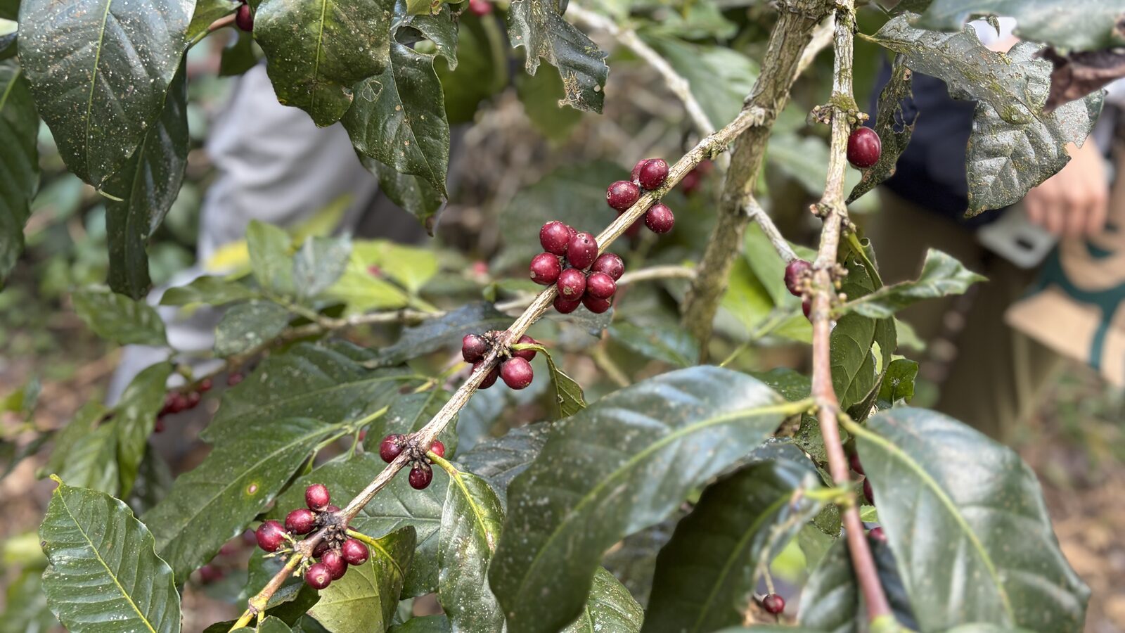 枝に赤く熟したコーヒーの実と緑の実が混ざってなっている様子
