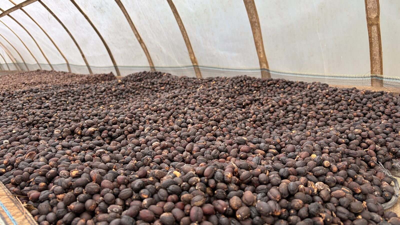 ビニールハウスの棚で乾燥中のコーヒーの実