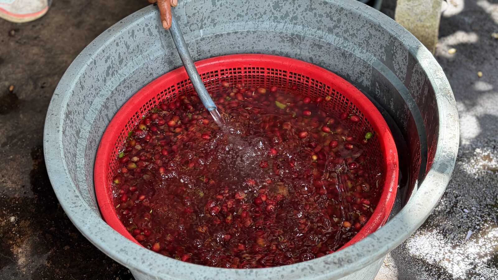 水を張ったたらいにコーヒーの実を浮かべて選別している様子