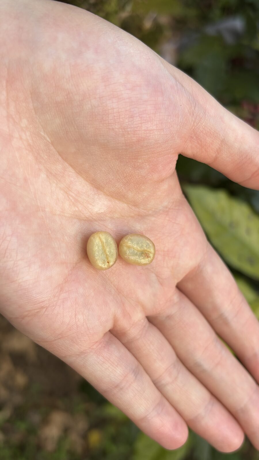 手のひらにのせたコーヒーの生豆2粒